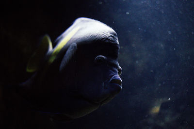 Close-up of jellyfish swimming in the dark