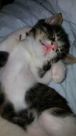 Close-up of cat sleeping at home