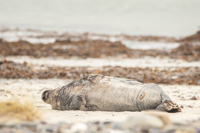 Close-up of a animal on beach