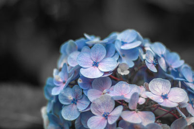 Close-up of purple hydrangea flowers