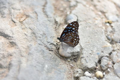 Butterfly on rock