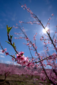 Low angle view of pink flower tree against sky