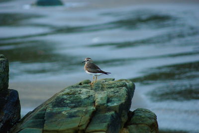 Bird perching on rock