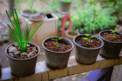 Potted plants in yard