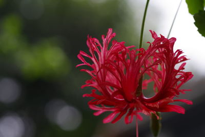 Close-up of pink flowers