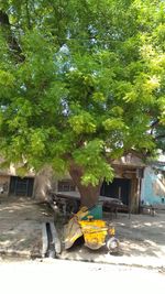 Man by tree in front of building