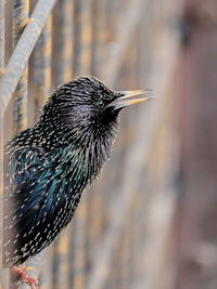 Close-up of common starling perching