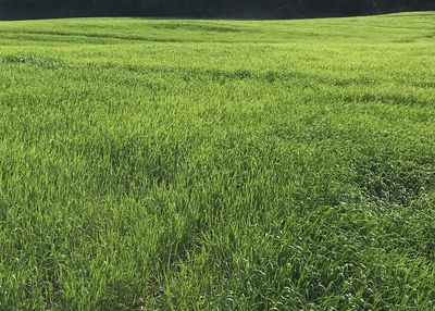 Full frame shot of green field