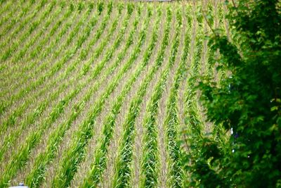 High angle view of corn field