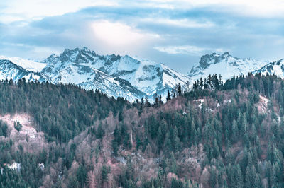 Panoramic view of pine trees on snowcapped mountains against sky