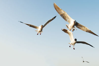 Low angle view of seagulls flying against blue sky