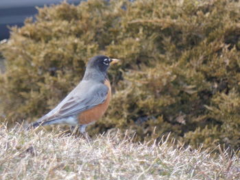 Bird perching on a field