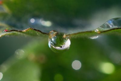 Close-up of raindrops on leaf