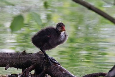 Close up of a bird