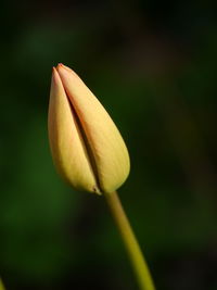 Close-up of rose bud