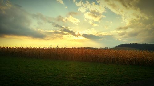 Scenic view of grassy field against sky at sunset