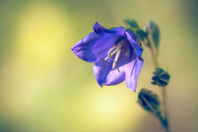 Close-up of purple iris flower