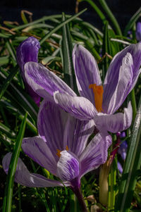 Close-up of purple crocus blooming outdoors