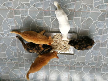 High angle view of a cat on floor