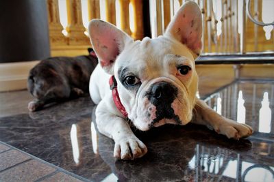 Portrait of dog resting on floor