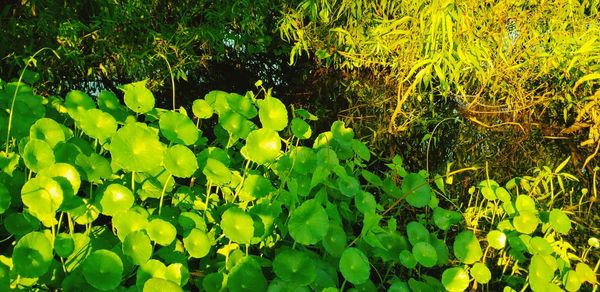 Full frame shot of plants growing in lake