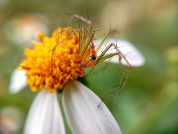Close-up of insect on flower