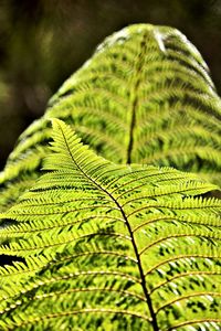 Close-up of fern leaves