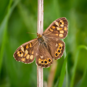 Close-up of butterfly on plant