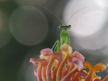 Close-up of insect on plant