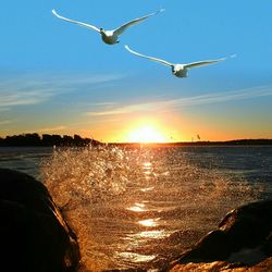 Bird flying over sea against sky during sunset