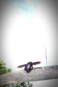 Close-up of bird perching on rock against sky