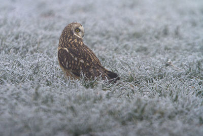 Close-up of bird perching on a field