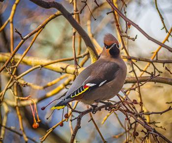 Close-up of bird perching on branch