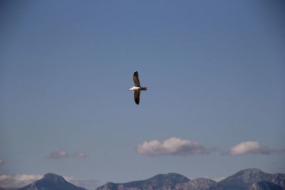 Low angle view of seagull flying in sky