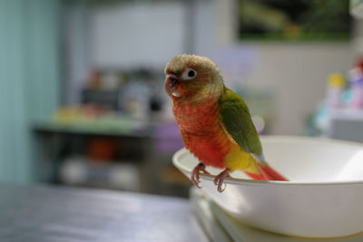 Close-up of parrot perching on table at home