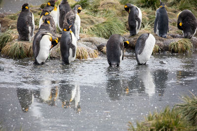 Penguins perching at lakeshore
