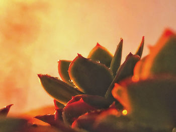 Close-up of rose plant