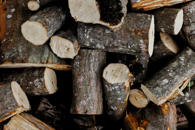 Full frame shot of logs in forest