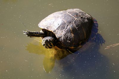 High angle view of turtle in pond