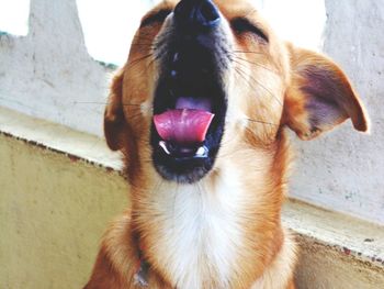 Close-up portrait of dog sticking out tongue