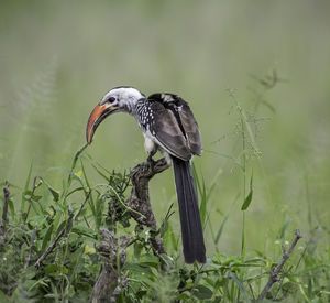 Bird perching on a field