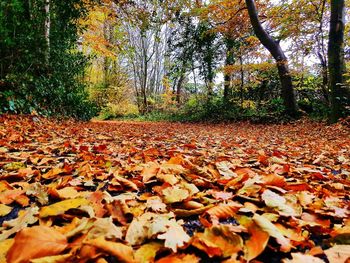 Autumn leaves fallen in a forest