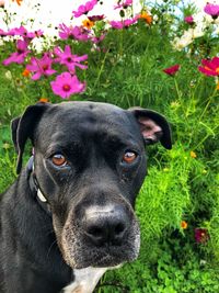 Close-up portrait of dog