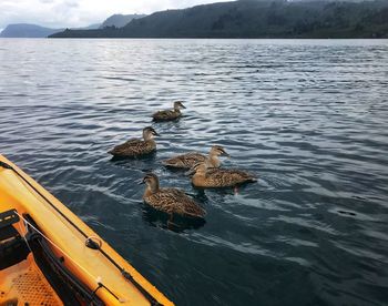 High angle view of ducks swimming on lake