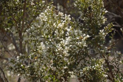 Close-up of white flowering plant