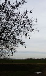 Tree on field against sky