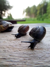 Close-up of snail on wood