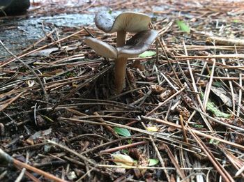 Close-up of mushroom growing on field