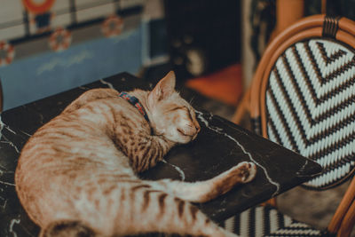 Close-up of a sleeping cat