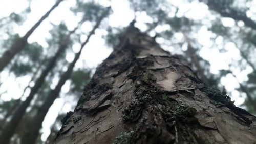 Low angle view of tree against sky